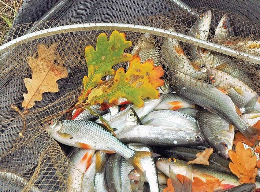 Осенняя рыбалка — последняя возможность насладиться процессом рыбной ловли перед зимой. Осень в регионах России традиционно считается переходным периодом и зачастую очень радует рыбаков богатым уловом.-3