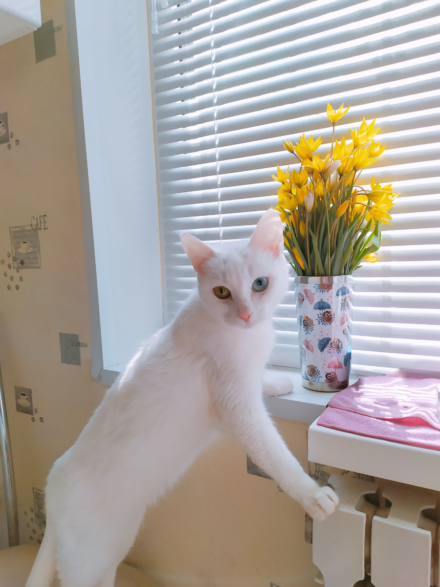 Только поглядите на этот розовенький носик :3