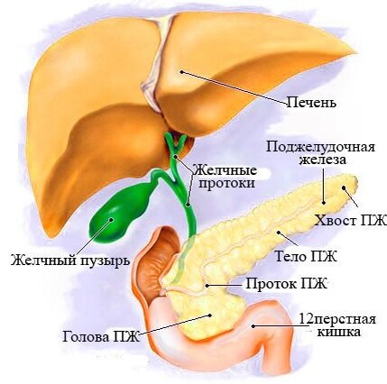 Где располагается желчный пузырь у человека схема расположения