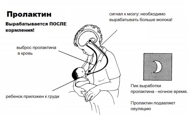 Схема прекращения гв