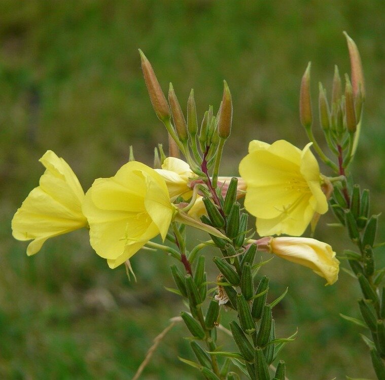 Примула вечерняя