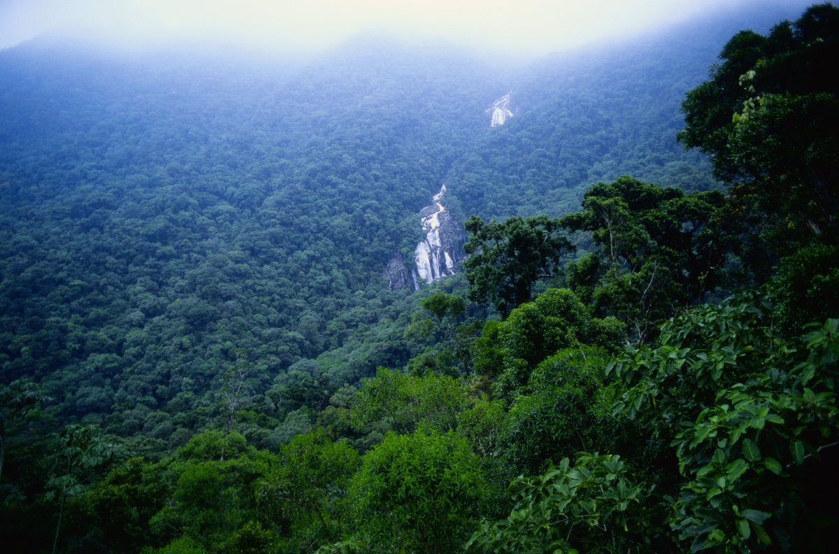 Фото джунгли бразилии