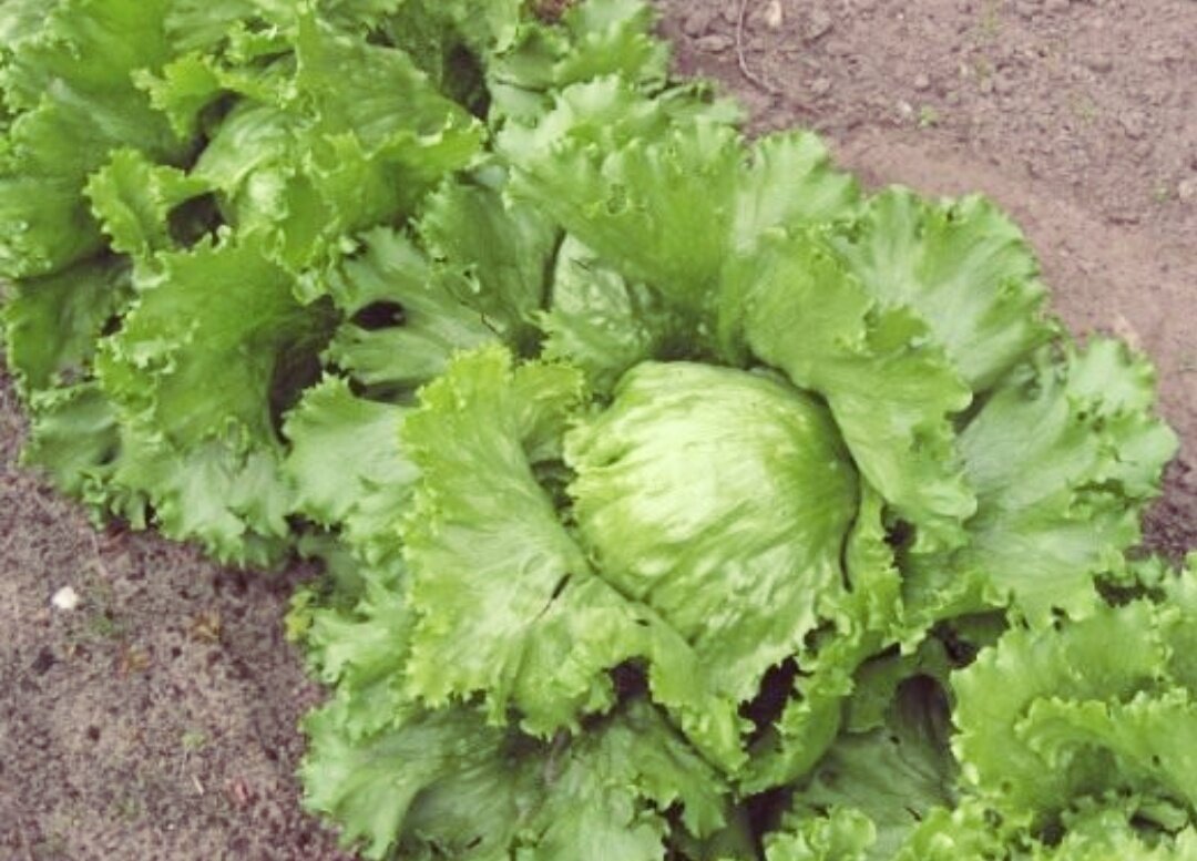 Я и сам его обожаю!