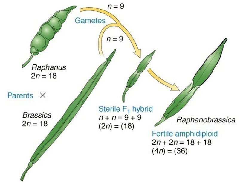  Raphanobrassica - нестерильный гибрид редьки и капусты