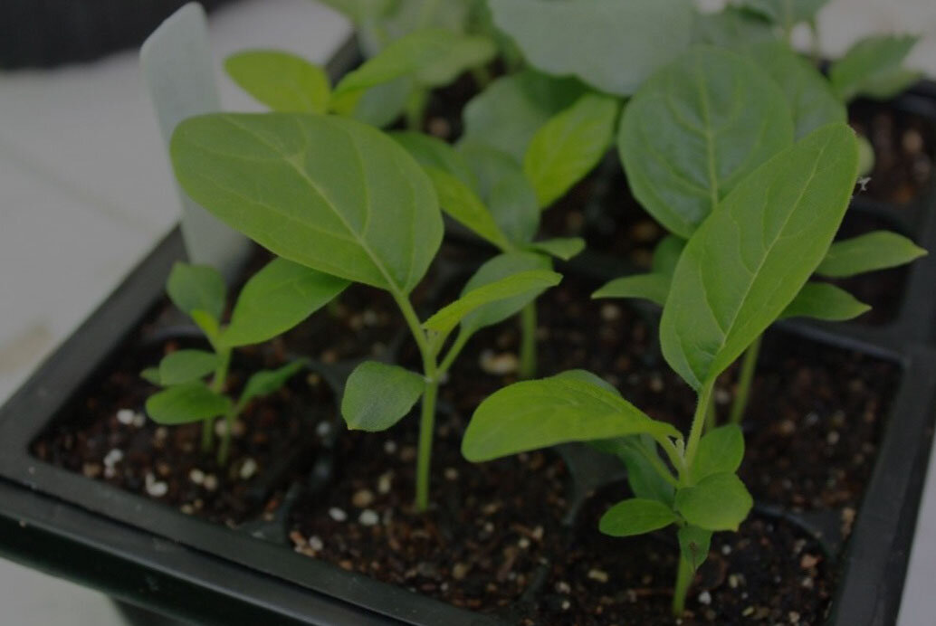 Рассада баклажан