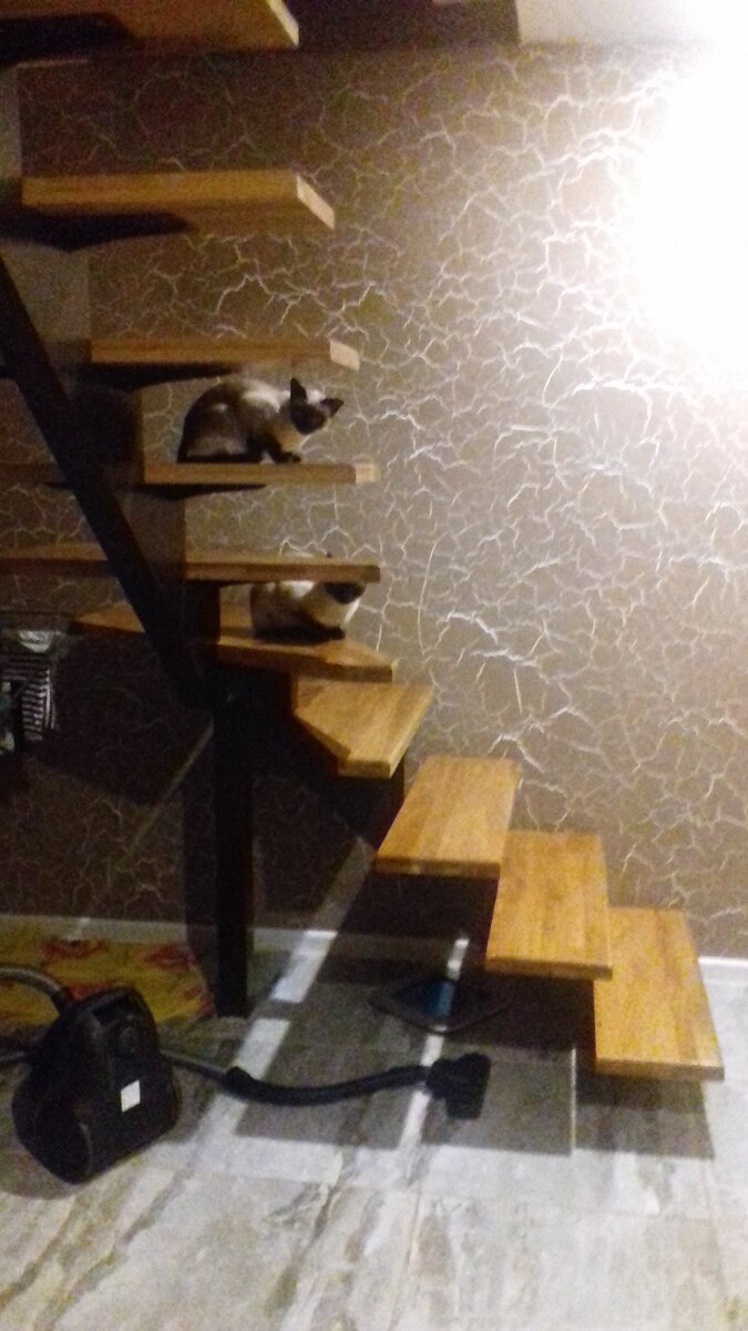 троллят собаку с лестницы