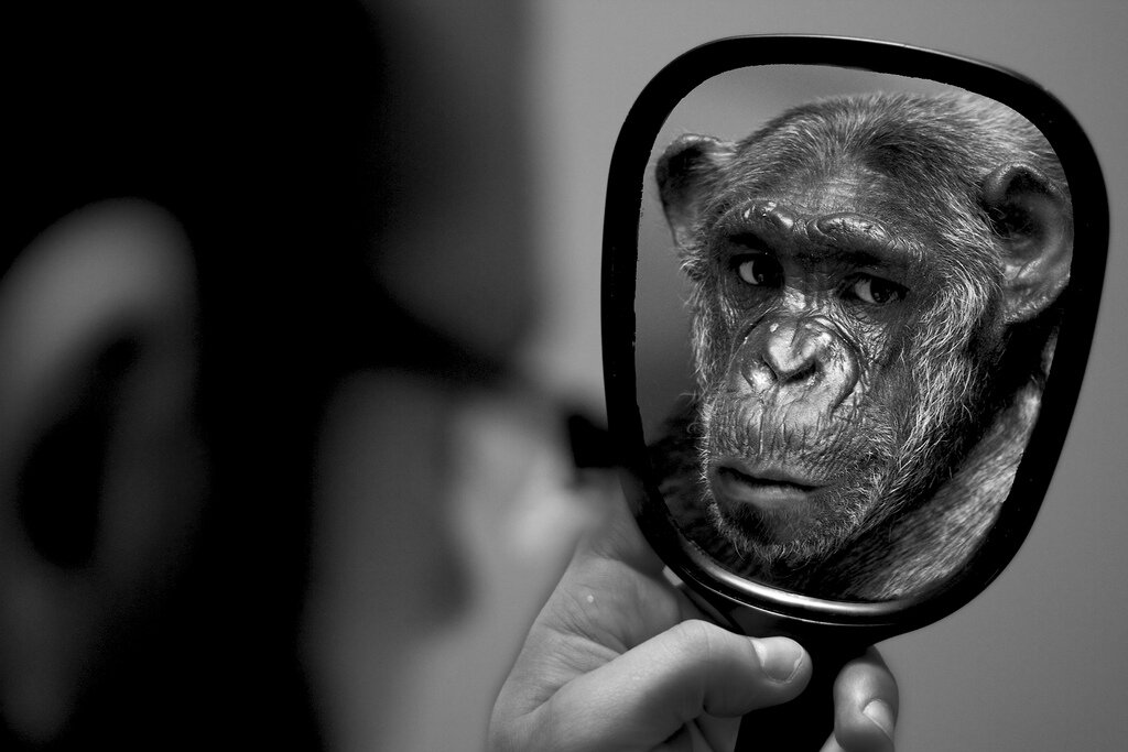 Покажи человека обезьяну. Зеркало и обезьяна. Зеркало обезьянка. Макака в зеркале. Шимпанзе и зеркало.