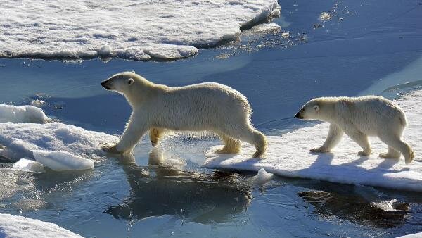 Белые медведи являются жертвами глобального потепления, а тающий лед в Арктике заставляет их тратить больше времени на добычу пищи. Петросян / Коммерсантъ Getty Images