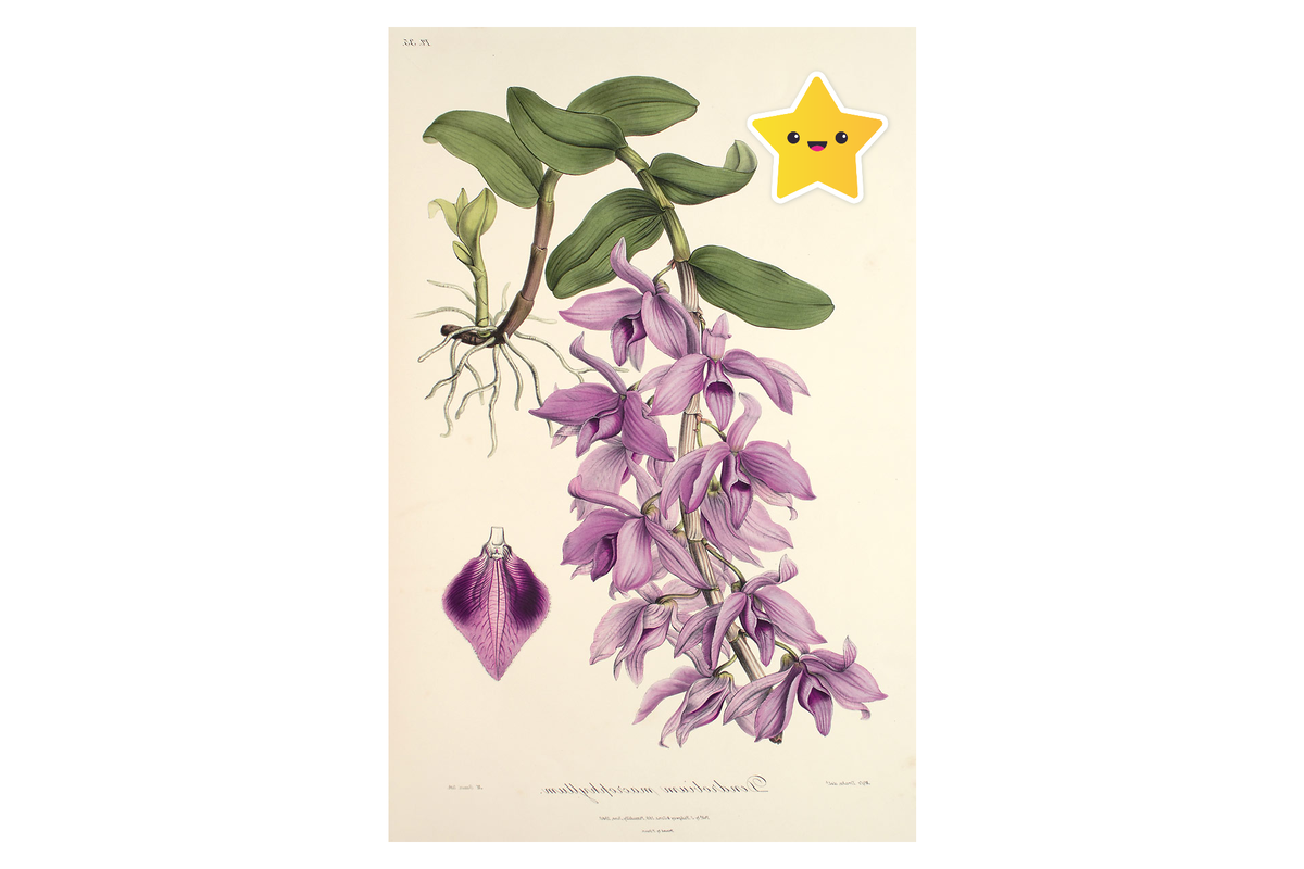 Дендробиумы.