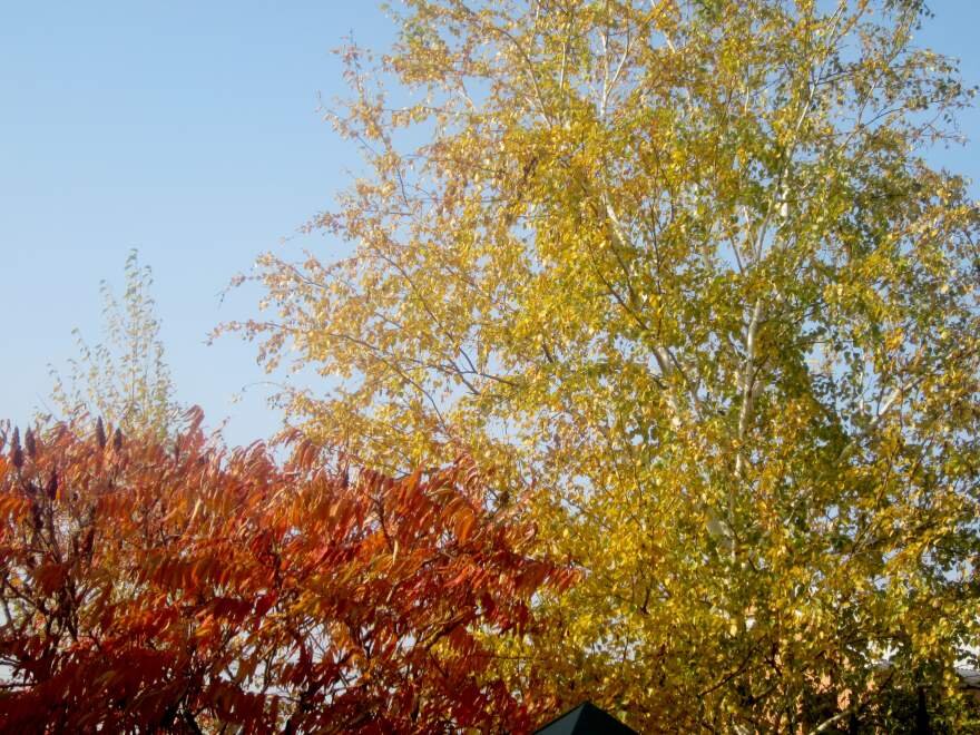 Фото автора, 25.10.2019 г., берёзка и салех 