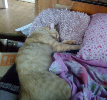 Мой первый Рыжий, который пропал 