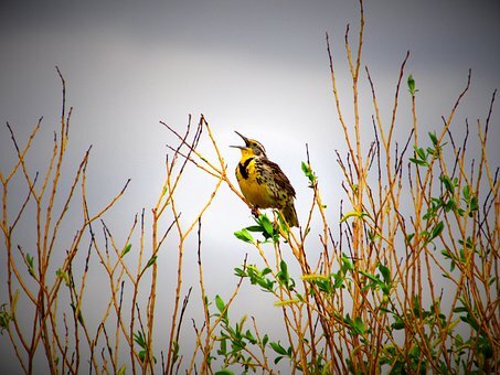 https://pixabay.com/photos/meadowlark-bird-sky-tree-lark-4479138/