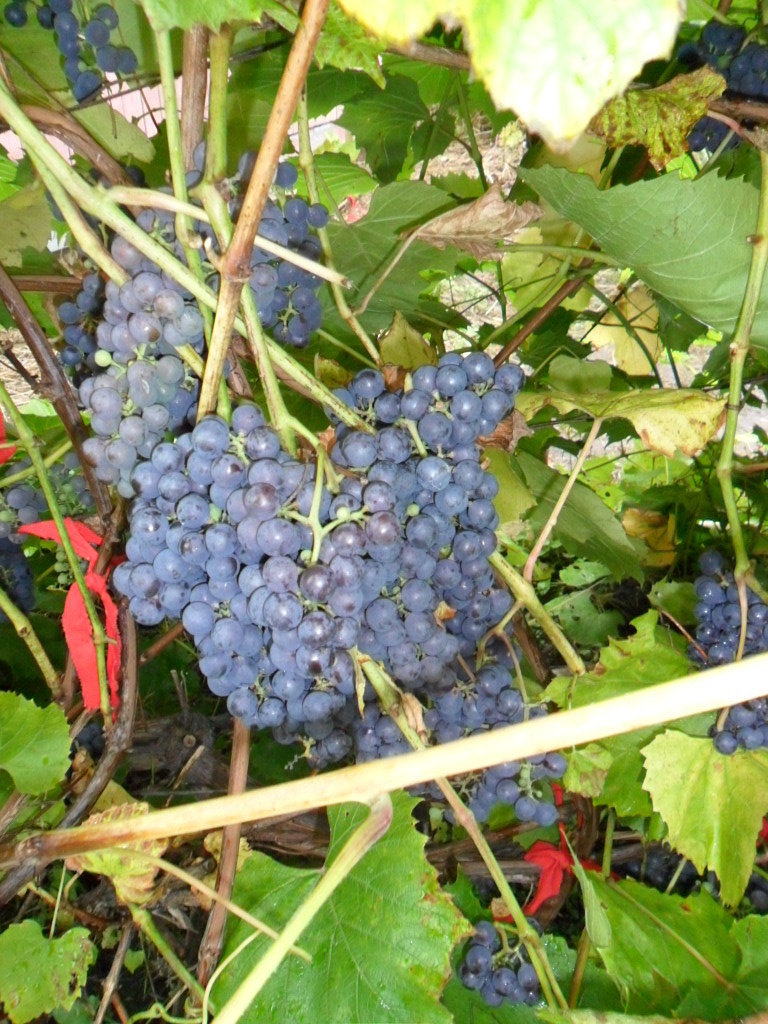 Фото из личного архива.