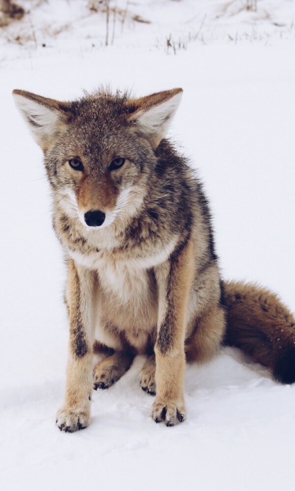  Яндекс. Картинки