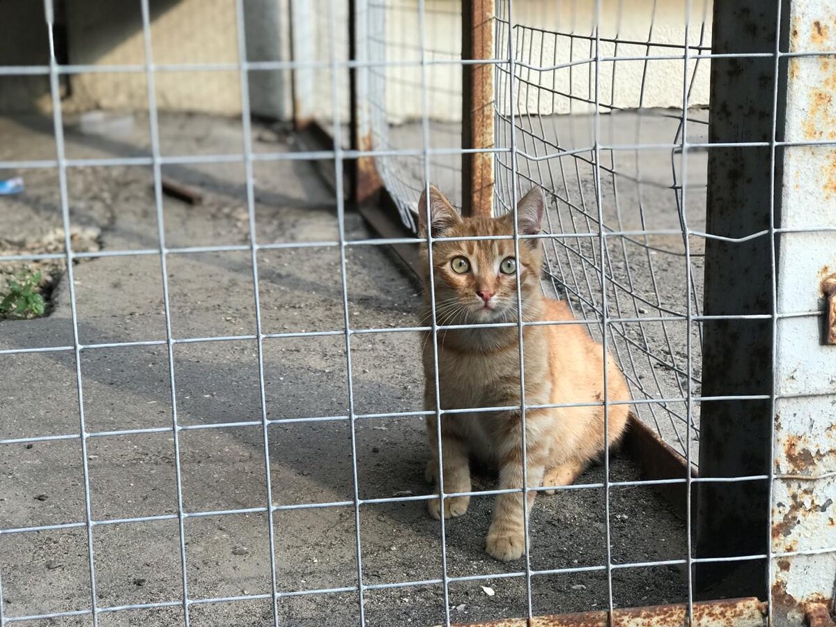 Дикий котёнок с улицы