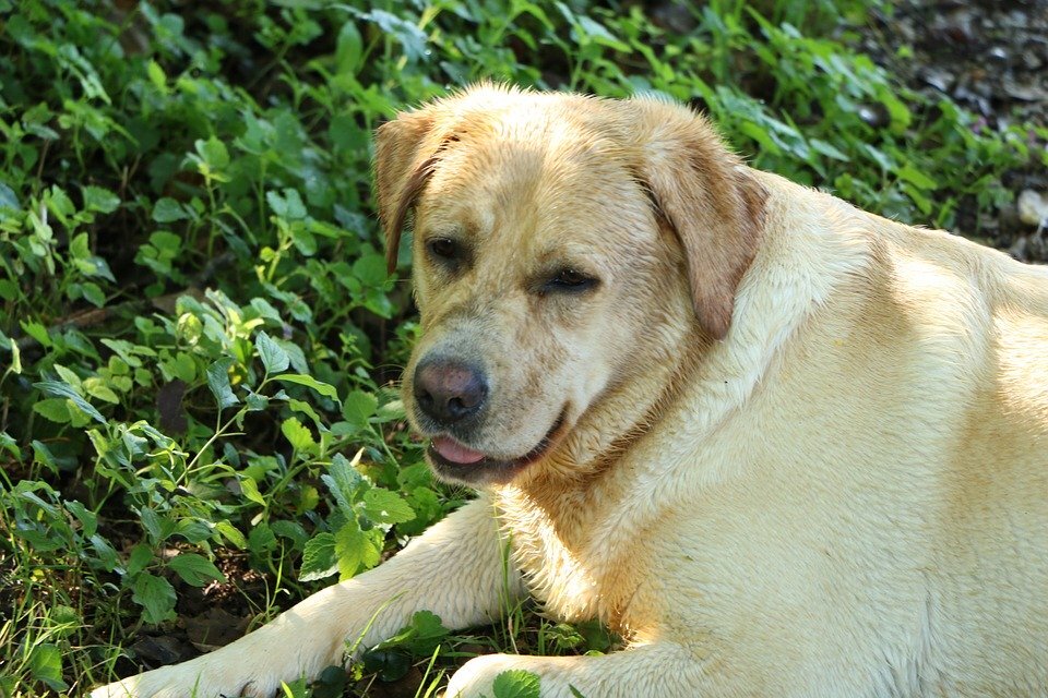 https://cdn.pixabay.com/photo/2015/09/14/10/24/labrador-retriever-939369_960_720.jpg