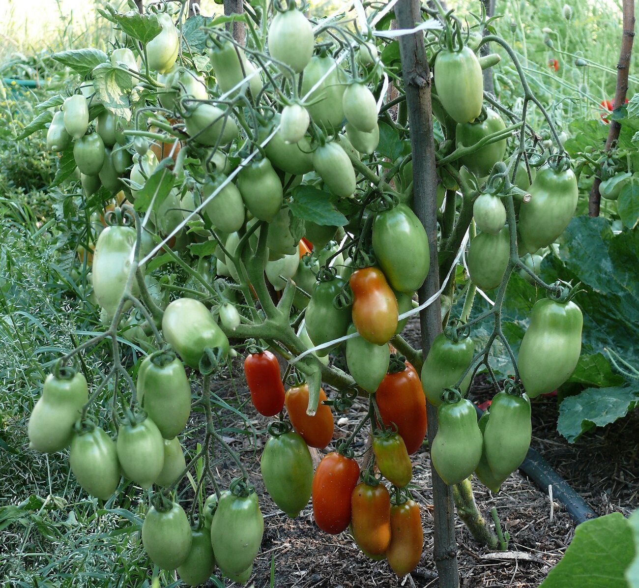 5 Лучших сортов урожайных ранних низкорослых(!) томатов для открытого грунта на 2020 г