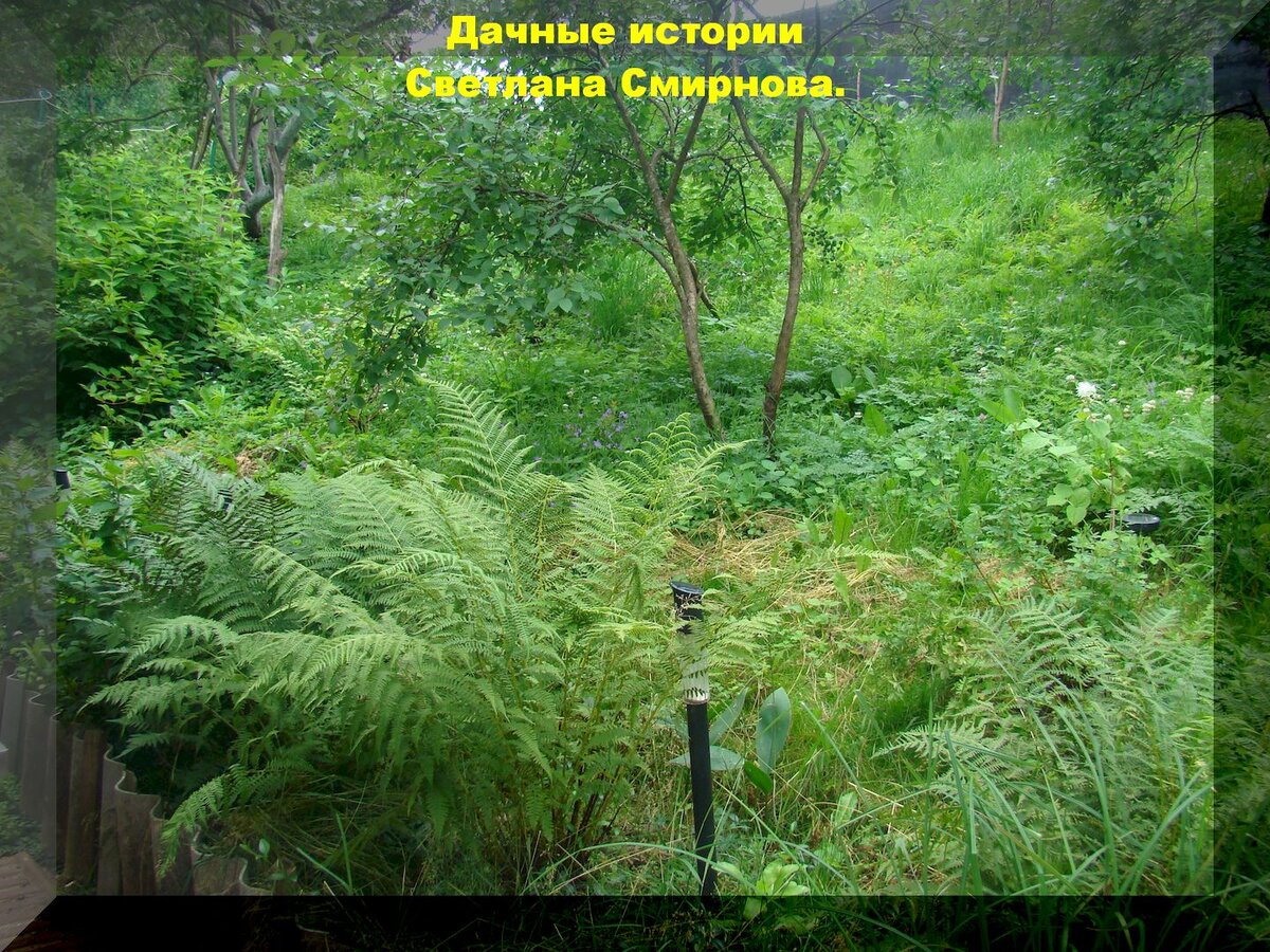 Делаем ступеньки на склоне своими руками. Несколько вариантов, пошаговые  рекомендации, фото. Письмо нашего читателя | Дачные истории | Дзен