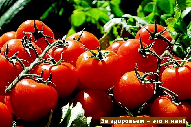 Целительные помидоры