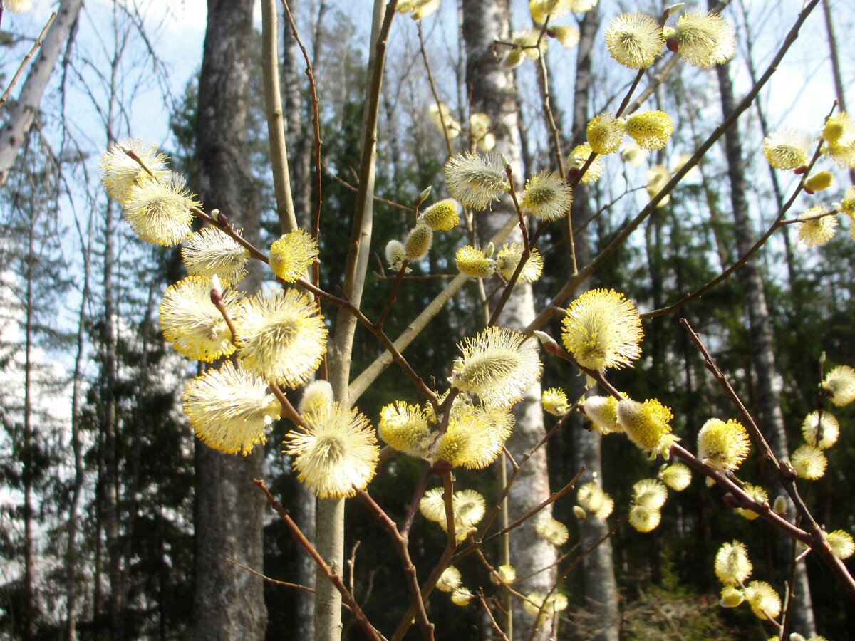 а на иве - распушились цветочки