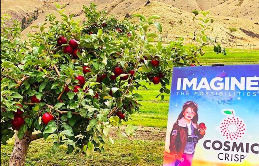 Селекционеры из Университета штата Вашингтон надеются, что их достижение поможет штату остаться ведущим производителем яблок в США