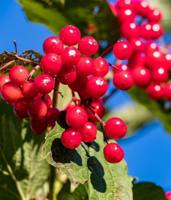 cdn.pixabay.com/photo/2019/11/02/06/51/viburnum-4595776_960_720.jpg