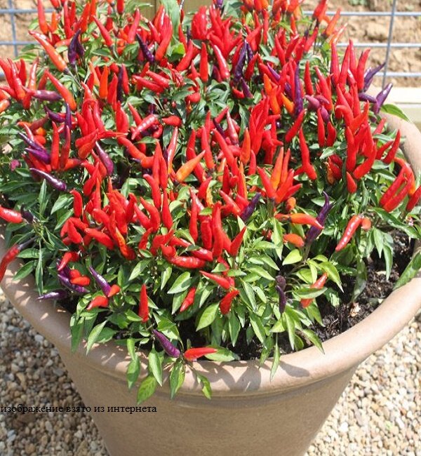 изображение взято из интернета