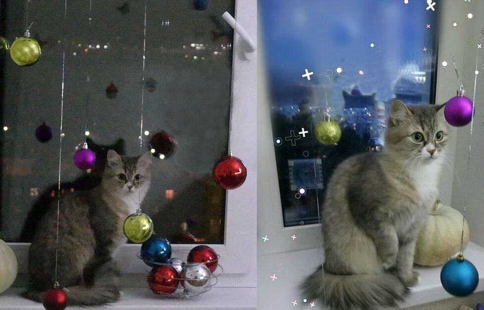 Кошка Боня: Чего вы тут понавешали?