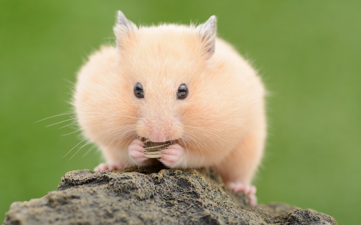 Картинка из открытых интернет-источников