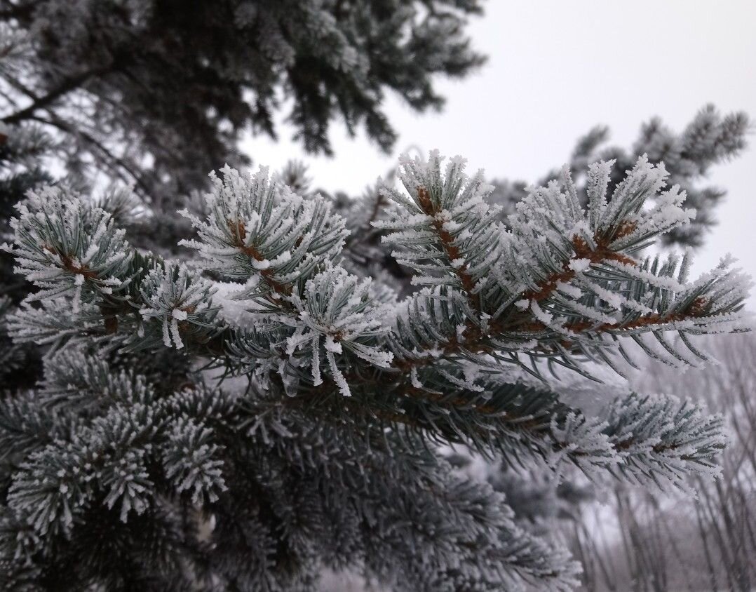 фото яндекс картинки