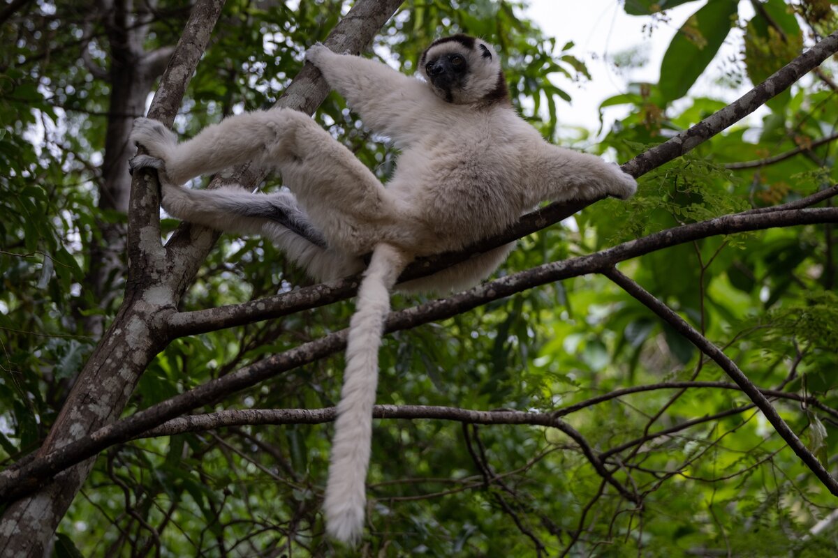 Лемур сифака Верро. Путешествие на Мадагаскар.