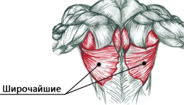 Мышцы крылья