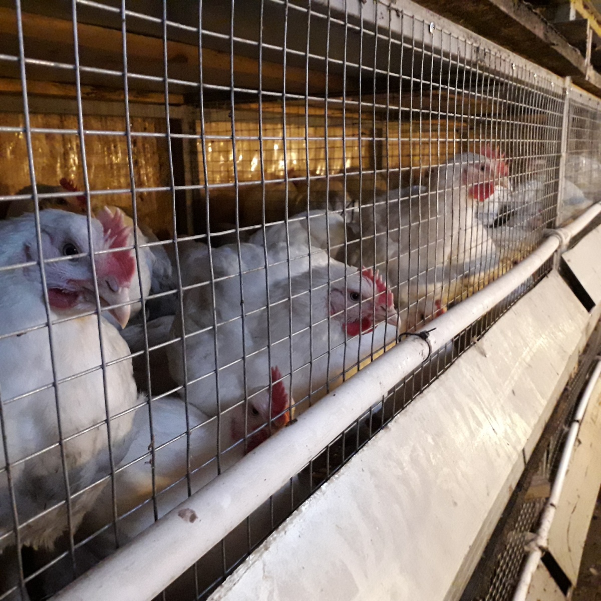 Куры на откорме