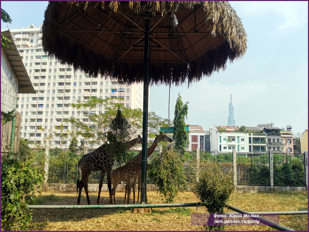 Сходил посмотреть, чем удивит вьетнамский зоопарк (11 фото)