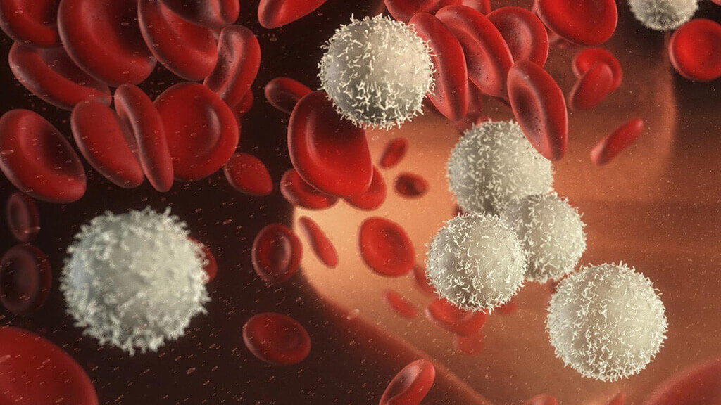 Лейкоцитоз бывает физиологический и патологический/ фото verywellhealth.com 