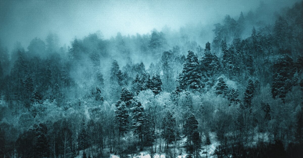 сибирский лес Photo by Alex Dukhanov