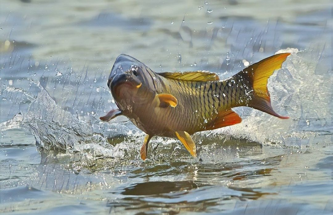 Лещ плавает. Сазан (Cyprinus Carpio). Карась мабуна. Карп сазан язь.