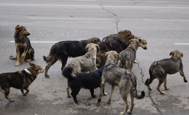 Собачьей свадьбе дорога не помеха