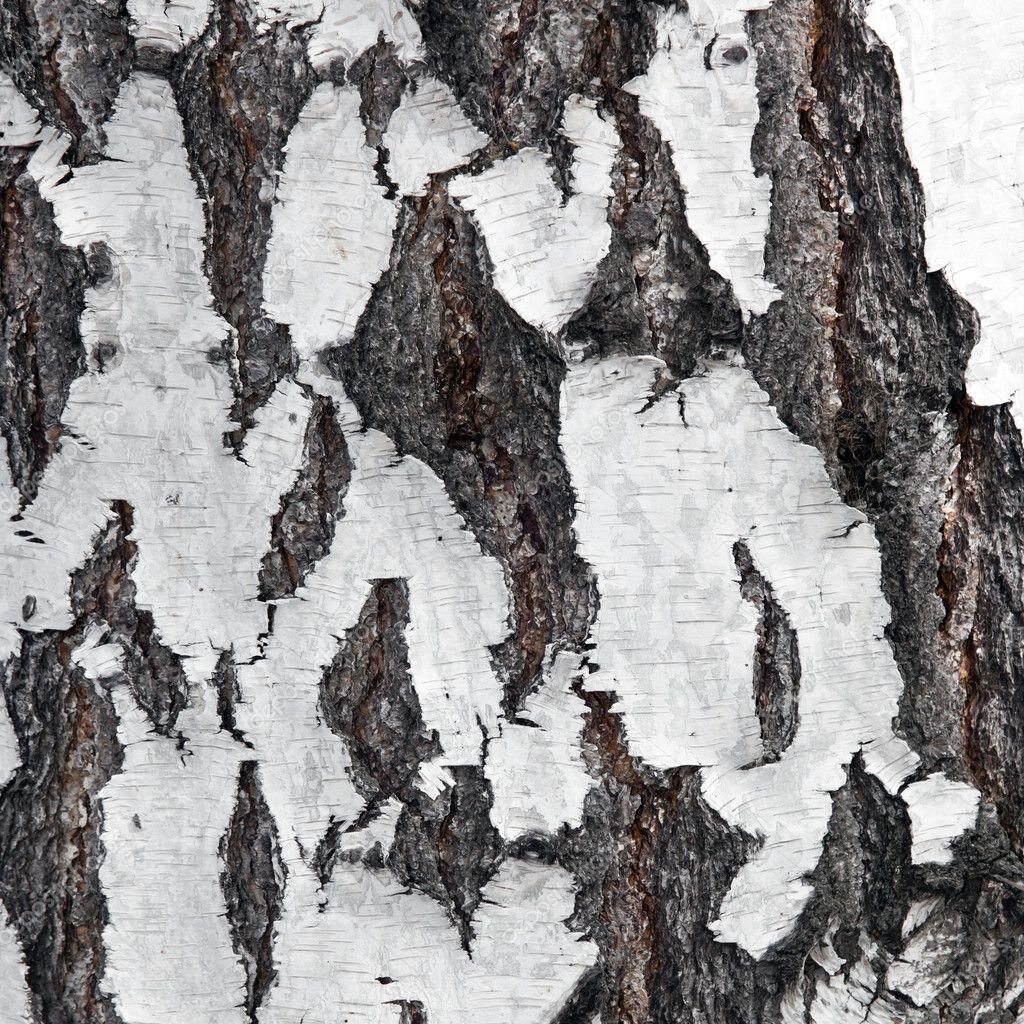 Birch Bark Birch Bark texture