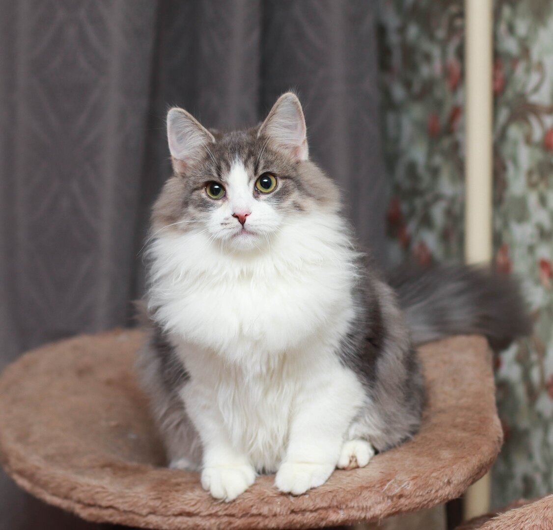 Это подопечный  "Банды Дворян" котёнок Афоня и ему всего лишь 9 месяцев