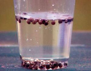 Практически все специалисты считают такую подготовку как калибровка просто необходимым мероприятием. В результате него вам удастся очень быстро отобрать полноценные семена и удалить пустые. А свое название данная процедура получила за счет того, что в промышленном производстве на этом этапе семена еще и калибруются по величине.