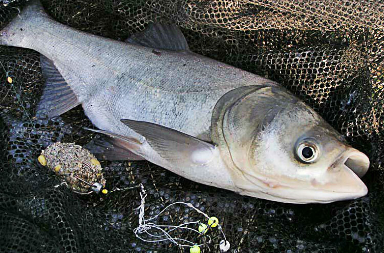 Белый толстолобик