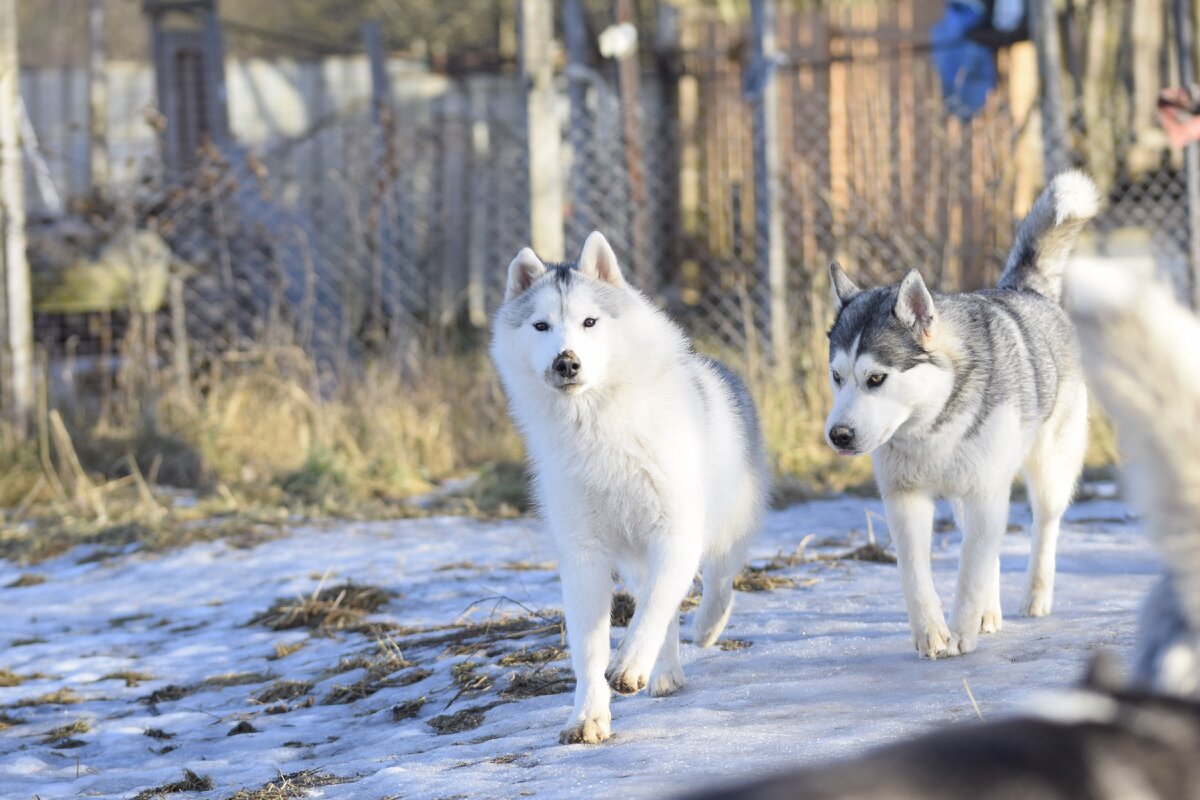 Бегут на тренировку