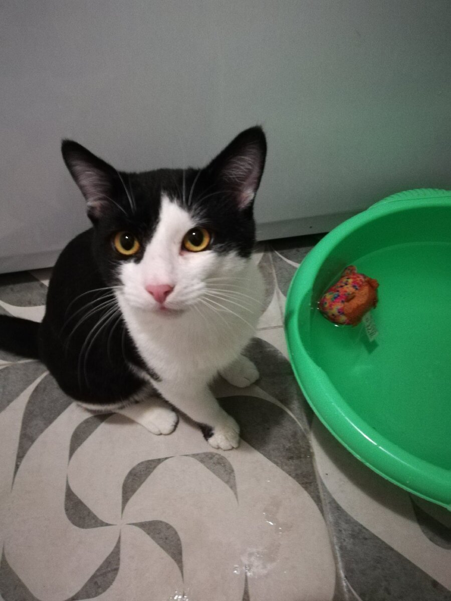 Фото сделала хозяйка кота. Кот, таз с водой и игрушка.