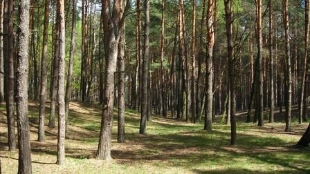 Густой лес возле лагеря