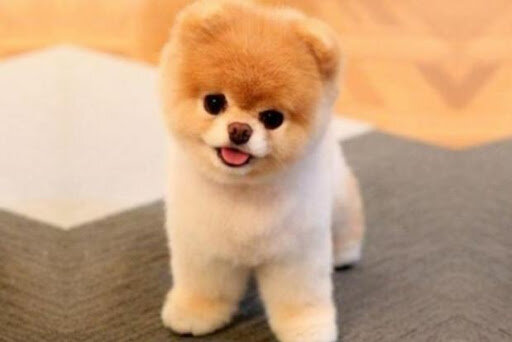 
1. ПОМЕРАНСЬКИЙ ШПІЦ Пухнасті маленькі клубочки щастя – це про померанських шпіців. Це найменший представник шпіців і, мабуть, найпухнастіше створіннячко на світі. Шерсть цих декоративних собак м’яка і густа, наче вата, і буває найрізноманітнішого забарвлення – від чорного, шоколадного та темно-рудого до золотистого, кремового і сніжно-білого.
2. СИБІРСЬКИЙ ХАСКІ
Сибірський хаскі – їздова порода собак. За однією з версій назва цієї породи пішла від слова “хрипкий”, що пов’язано із тим, що хаскі дуже рідко гавкають. Хаскі звикли працювати в упряжці, а тому не люблять самоти. Вони доброзичливі і товариські, мають м’який характер, однак не варто забувати, що основне їхнє призначення – це тягнути. Вони люблять бігти в упряжці, тягнути груз і зовсім не мають інстинкту охороняти.
3. ЗОЛОТИСТИЙ РЕТРИВЕР
Золотистий ретрівер – неймовірно красива порода мисливських собак, яку вивів у XIX ст. англійський аристократ лорд Твідмаут. Вони легко піддаються дресируванню, дуже слухняні і кмітливі. Крім того, ретрівери ніколи не проявляють агресію до людей або до інших собак. Заводячи його, можна бути впевненим у власній безпеці – саме тому їх дуже часто беруть в сім’ї з дітьми.
4. БІГЛЬ
Бігль – дуже давня порода собак. Він здавна використовувався власне як мисливський пес, що гуртом гонить звіра, сповіщаючи про це власнику гучним гавкотом. Від своєї мисливської професії бігль “успадкував” гострий нюх, сильний інстинкт стеження і дуже, дуже дзвінкий гавкіт. За однією версією, сама назва породи походить від від французького “begueule”, що означає “крик”.
5. АКІТА
Пам’ятаєте фільм “Хатіко”? Реальна історія про собаку, який 9 років чекав на свого хазяїна? Так от, це був собака породи акіта. Ця порода собак була виведена в префектурі Акіта на японському острові Хонсю.
6. АЛЯСКИНСЬКИЙ МАЛАМУТ
Аляскинські маламути – собаки гігантських розмірів, що походить з Аляски та арктичних районів. Це одна з найстаріших порід арктичних їздових собак. Своєю назвою порода зобов’язана аляскинському племені малемутів, яке проживало на берегах протоки Коцебу в західній частині Аляски. Це плем’я широко використовувало собак для роботи в упряжці, а також вони допомагали тягти човен.
