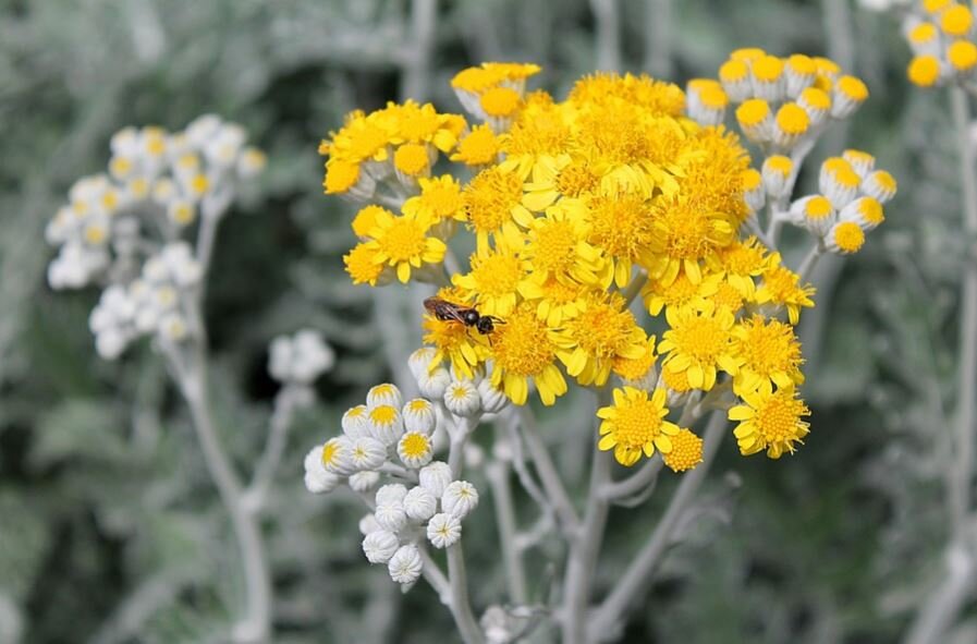 Цветущая полынь