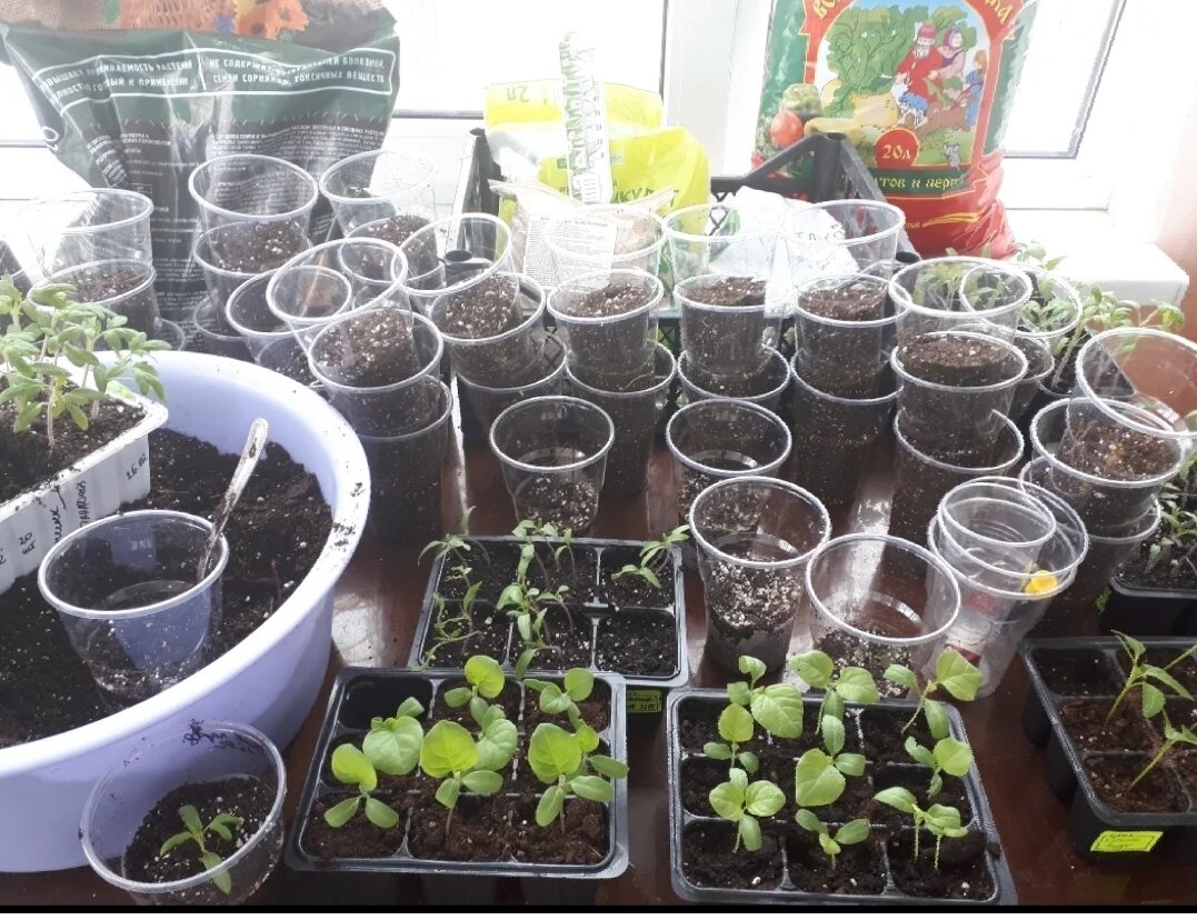 Процесс пикировки в 2019 году.