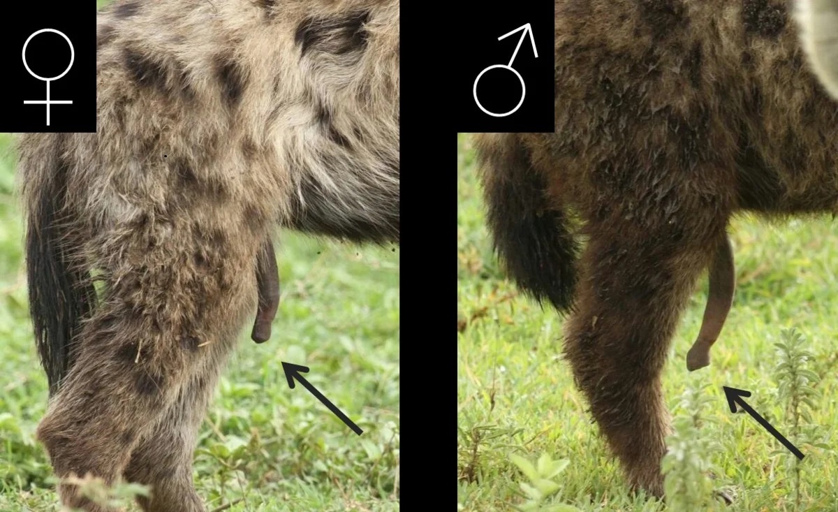 Разница между самцом и самкой