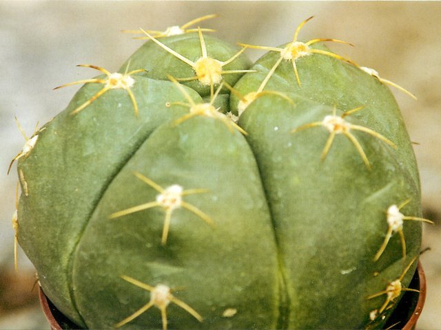 Гимнокалициум голый (Gymnocalycium denudatum)